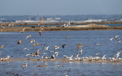 Top 4 Organizations to Support to Save Wildlife in San Diego