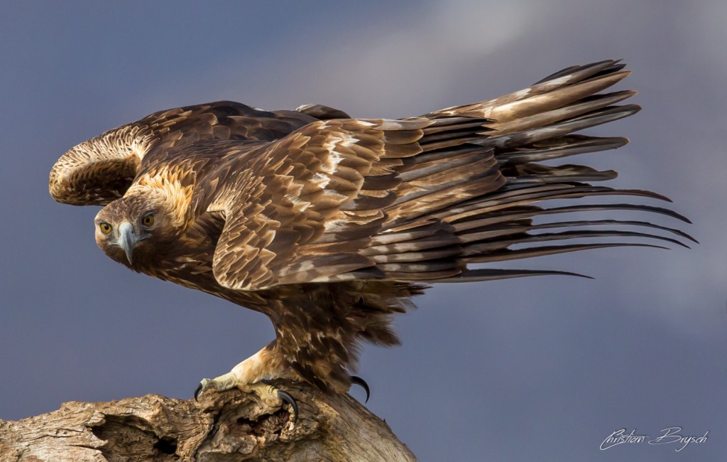 Special Species Campaign to Save San Diego County’s Golden Eagles